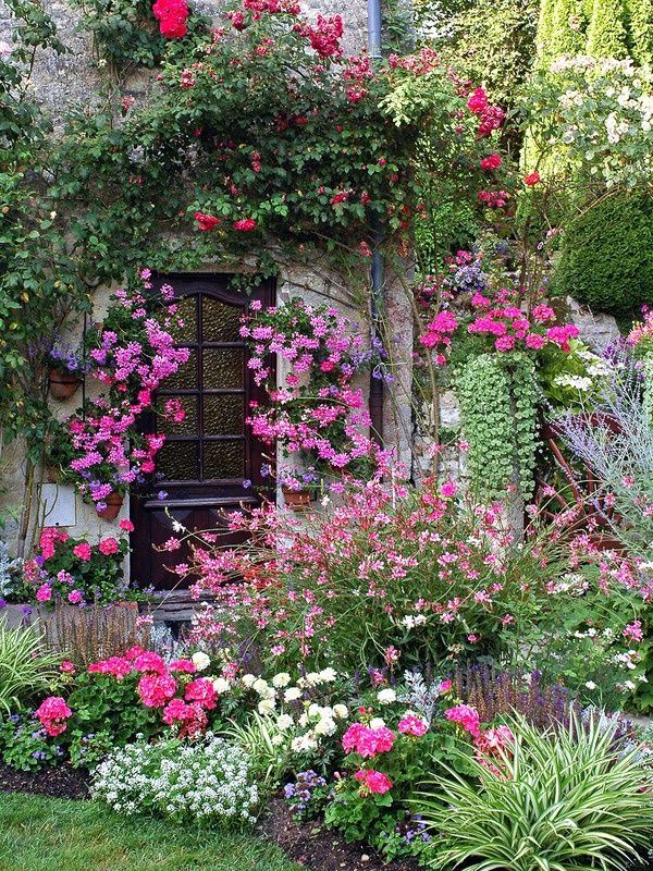 overgrown house roses pink