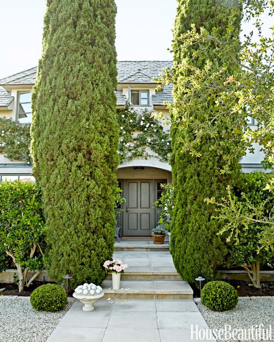 garden hedge cypress landscaping