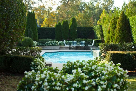 pool hedge lanscaping ideas italian cypress